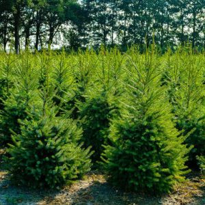4 ft -  Premium Christmas Tree